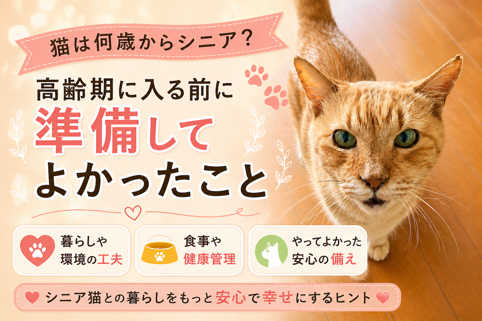 猫は何歳からシニア？高齢期に入る前に準備してよかったこと