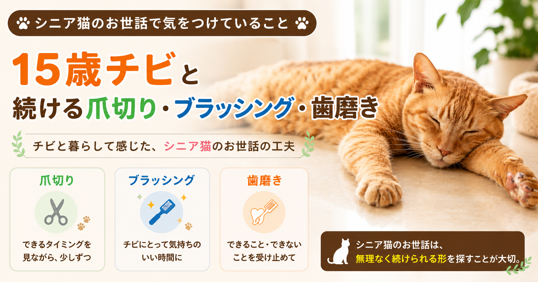 シニア猫のお世話で気をつけていること