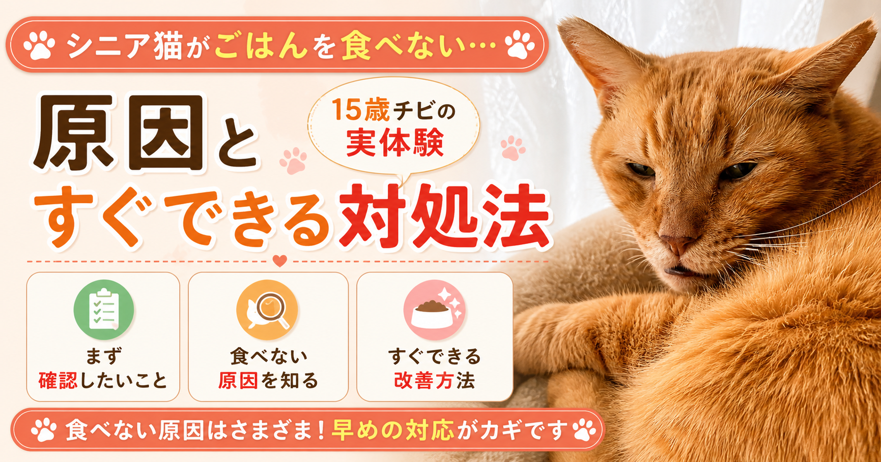 シニア猫食べない理由と対処法