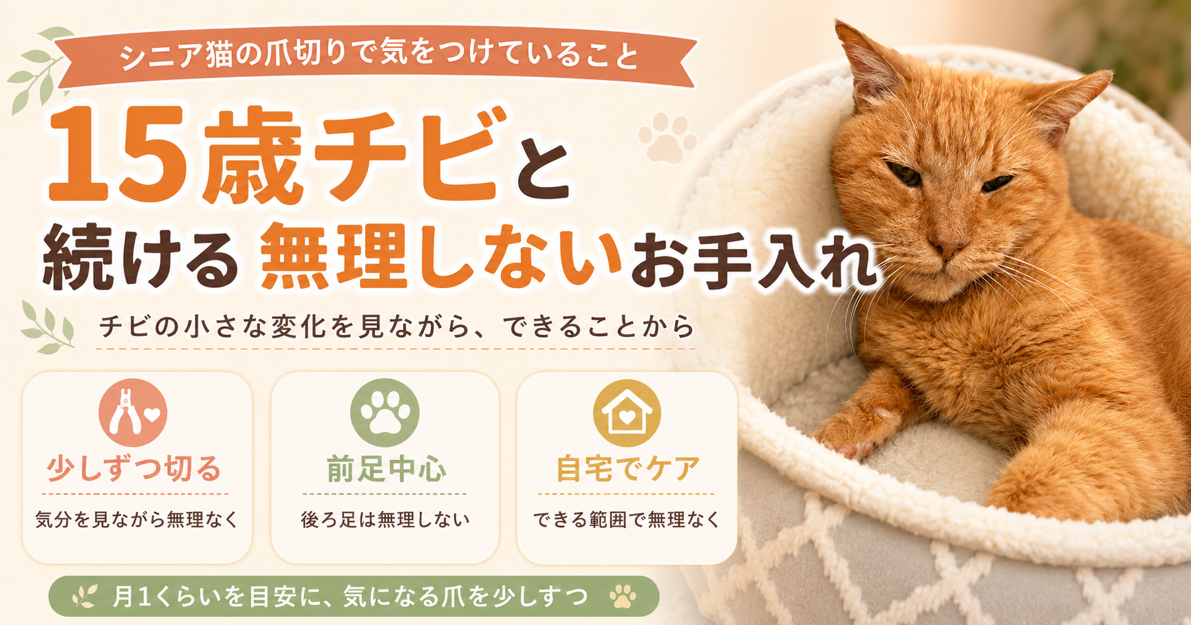 シニア猫の爪切りで気をつけていること