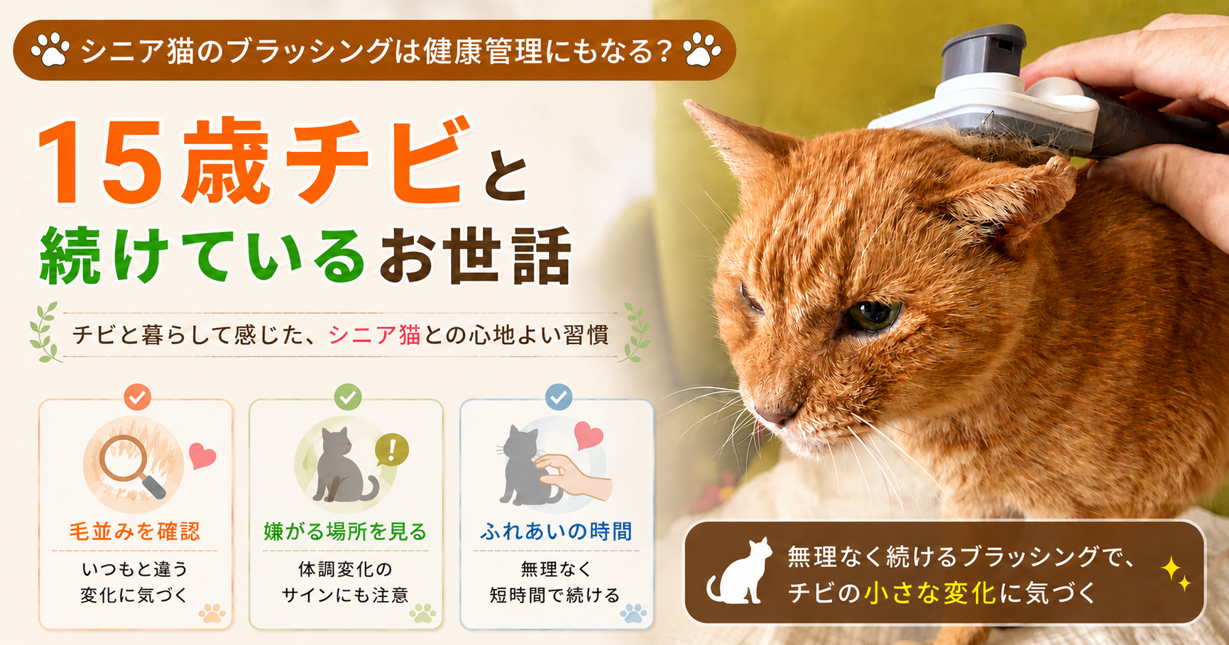 シニア猫のブラッシングは健康管理にもなる